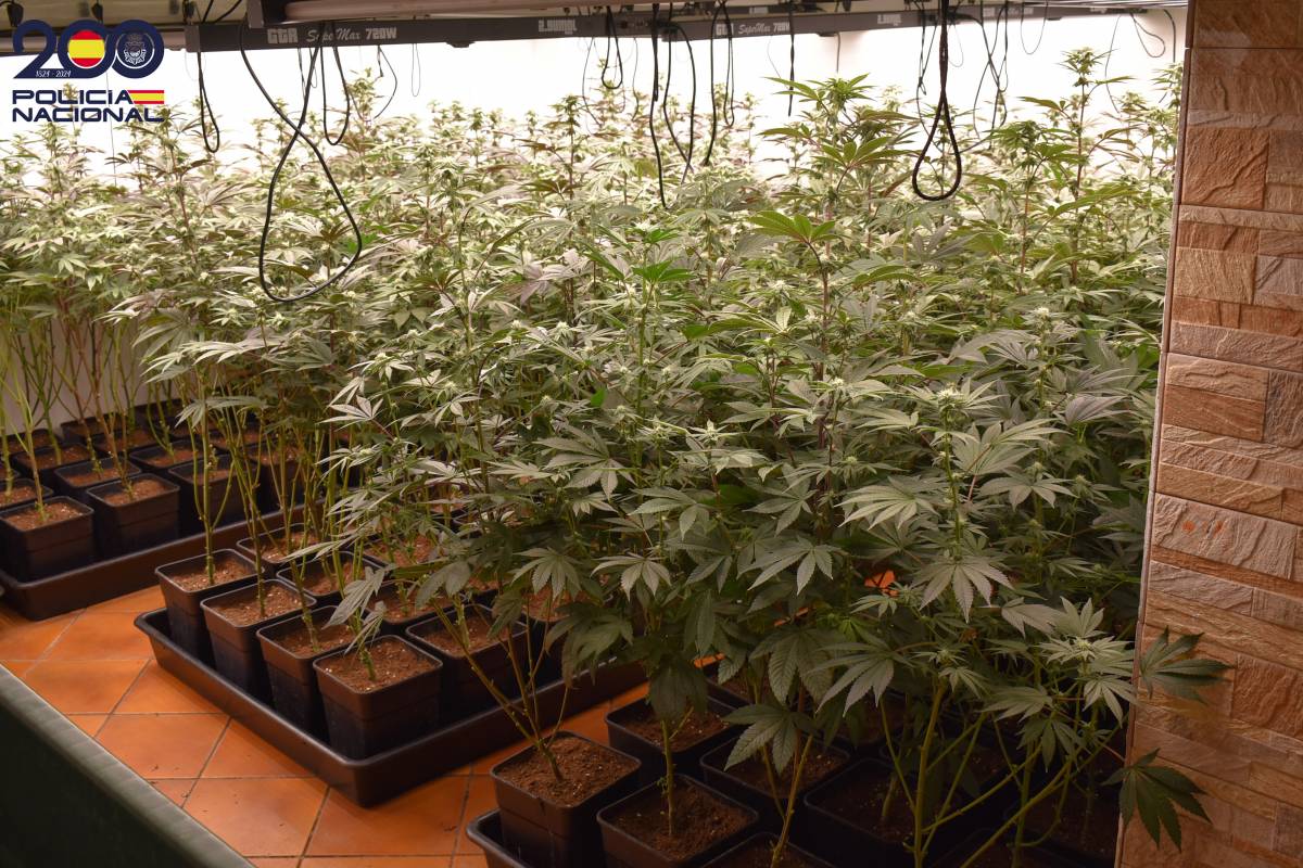 Fa un túnel i cultiva 400 plantes de marihuana: un detingut a Fogars de la Selva