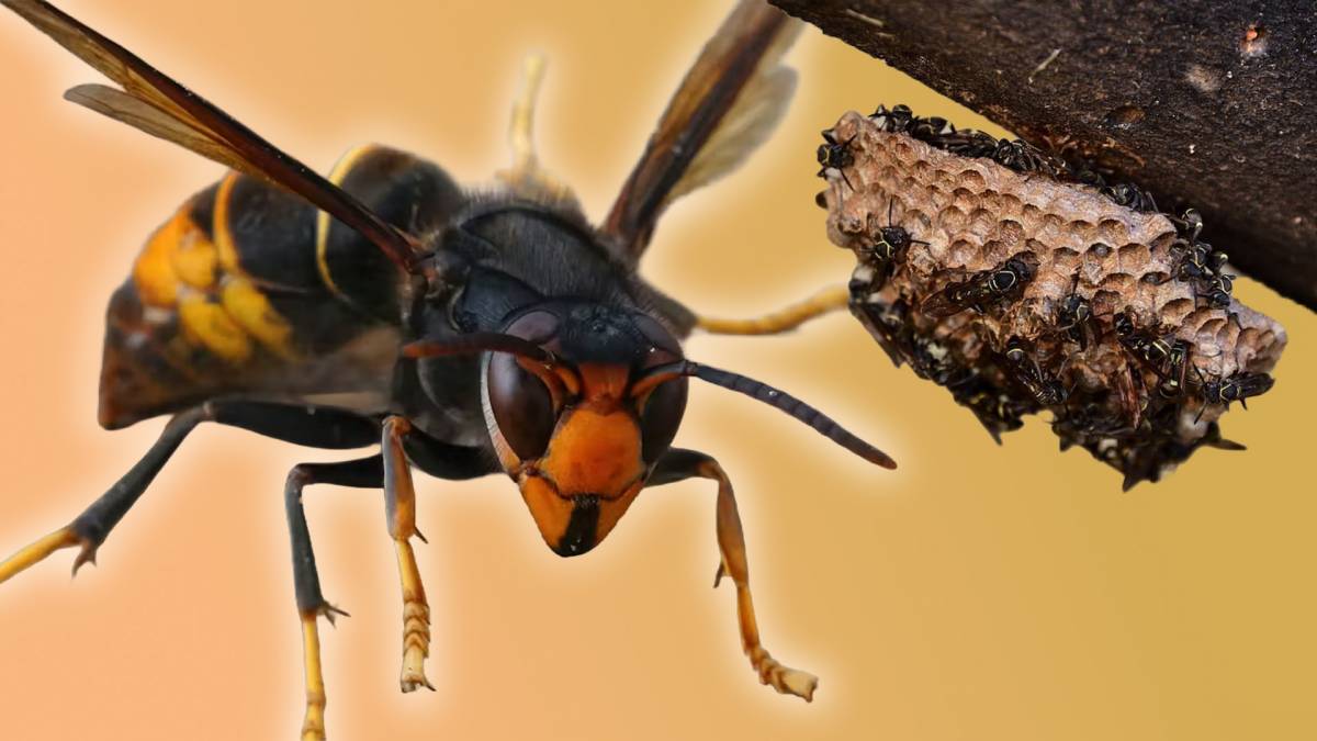 La vespa asiàtica ho té tot a favor: així conquista el territori català