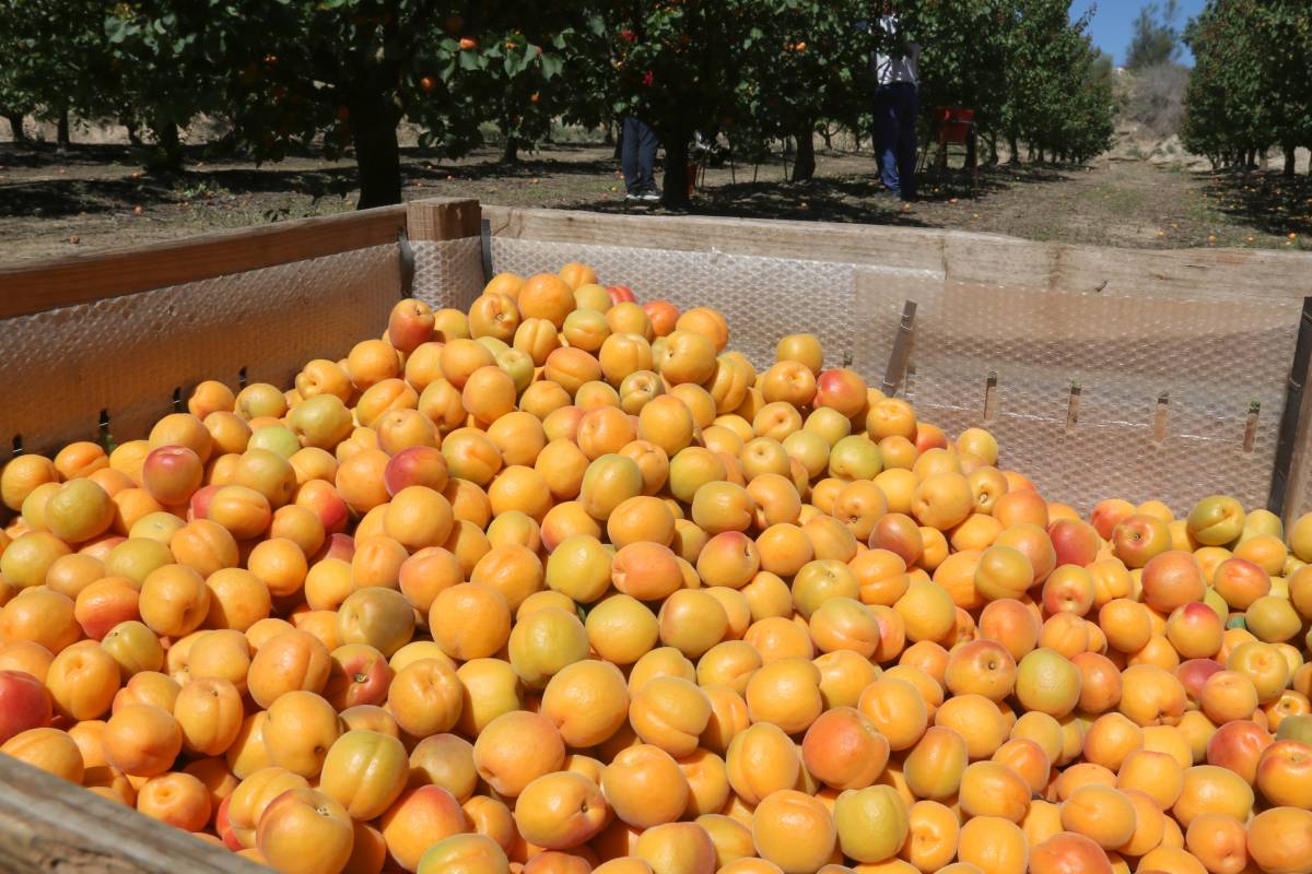 La producció d'albercocs a Catalunya es mantindrà enguany amb unes 17.000 tones