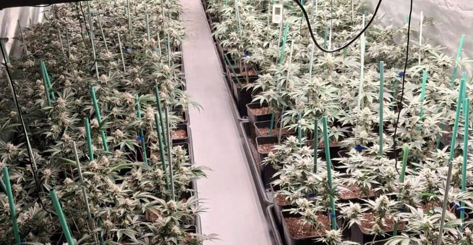 Desmantellen una plantació de marihuana en una finca de Sant Jaume de Castelldans