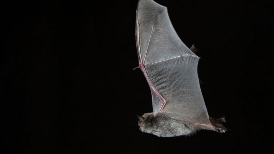 Descobreixen un nou coronavirus que podria infectar els humans