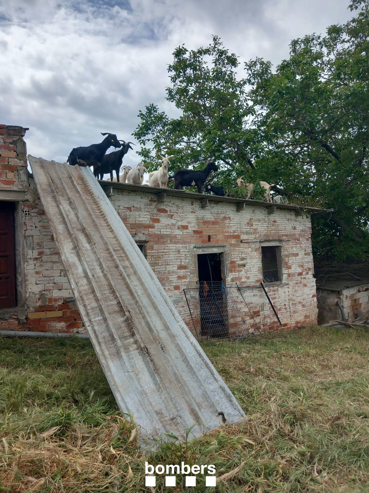 Un ferit greu a Oliana en caure d'un teulat quan intentava fer-ne baixar un ramat de cabres