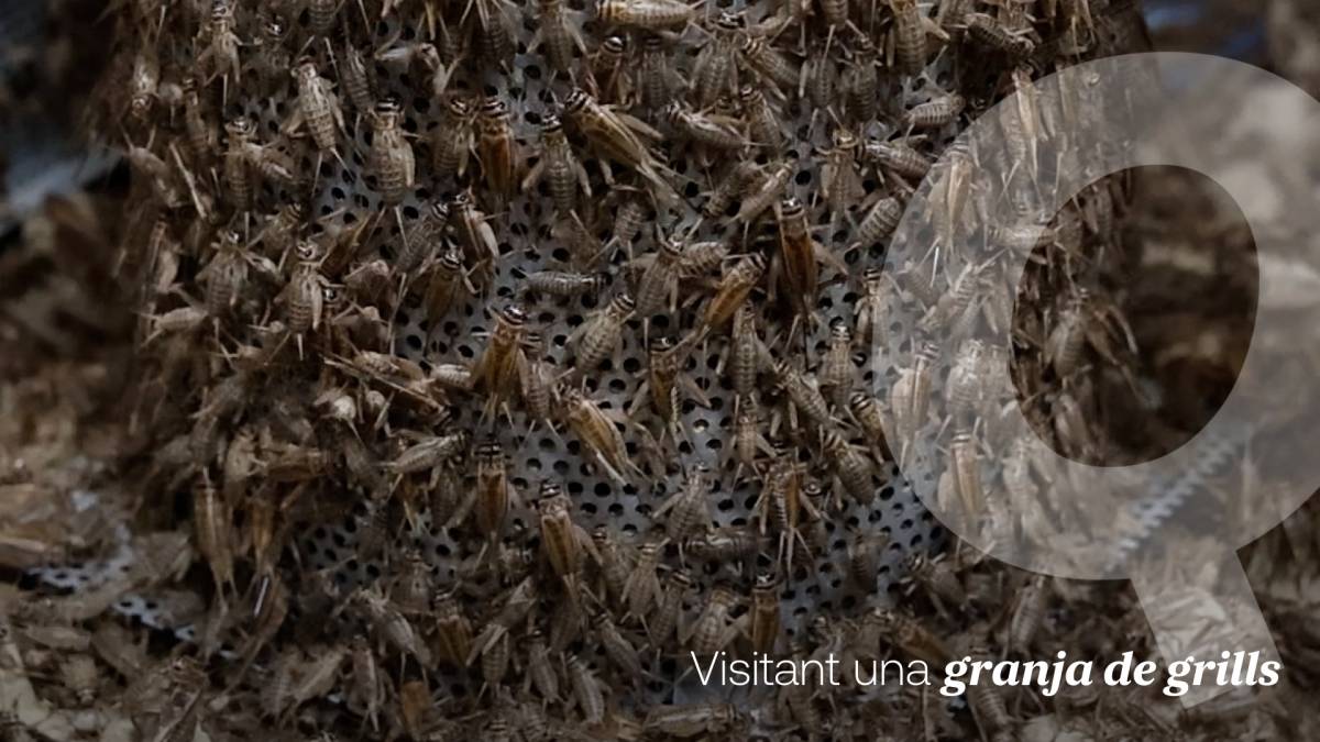 La primera granja de grills per al consum humà: «Només cal trencar la barrera psicològica»