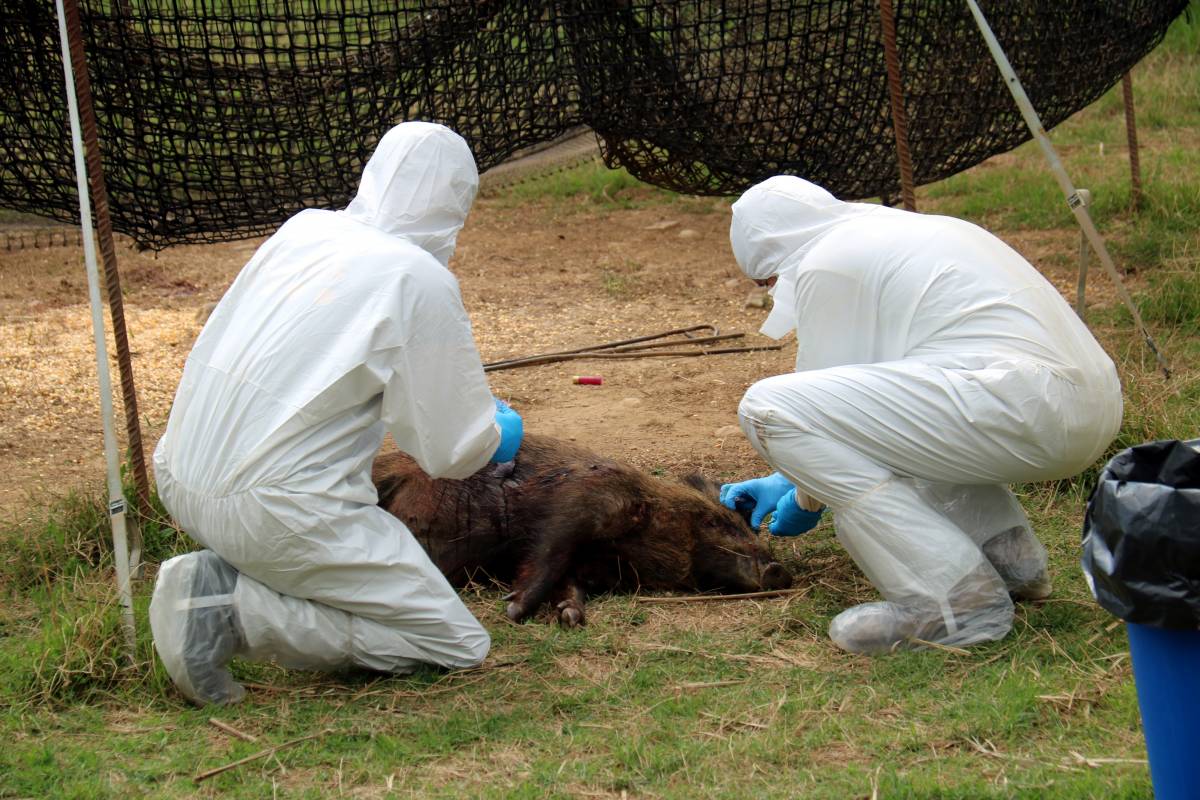 Detecten dos nous casos de pesta porcina a Sant Cugat 