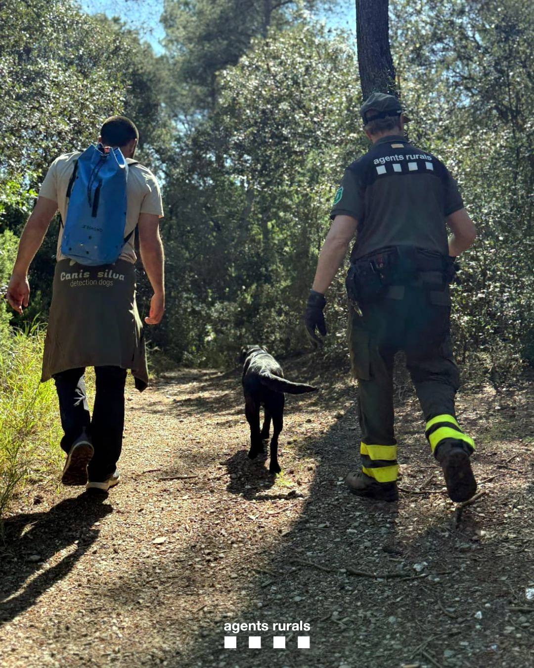 Agents Rurals sumen quatre equips canins per reforçar l'operatiu contra la pesta porcina