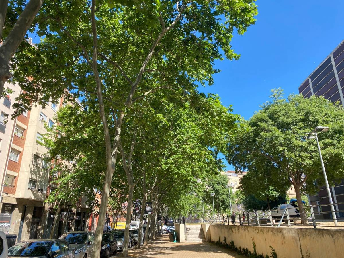 Barcelona eliminarà més de la meitat dels plataners en la pròxima dècada