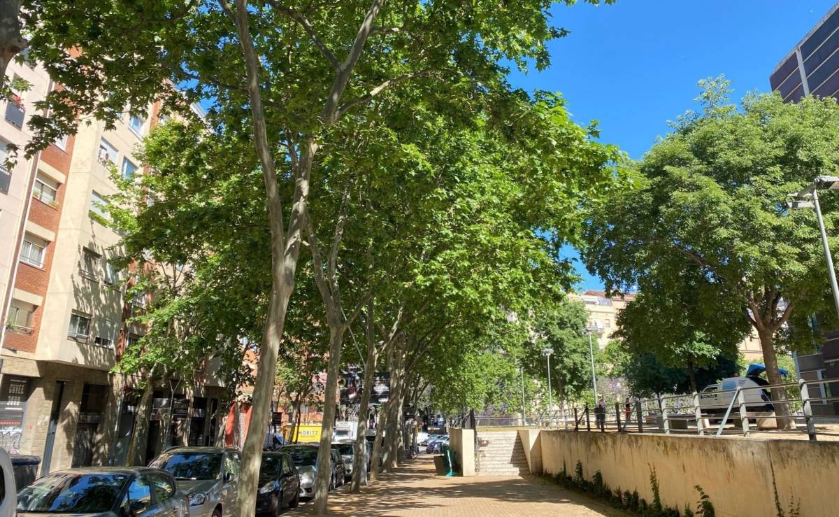 Barcelona eliminarà més de la meitat dels plataners en la pròxima dècada
