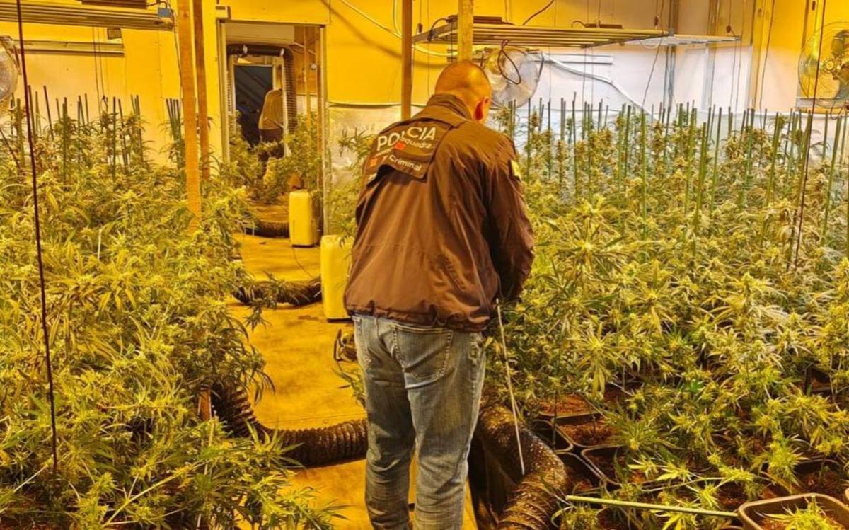 Desmantellada una plantació de més de 1.500 plantes de marihuana en una nau industrial de Tortosa