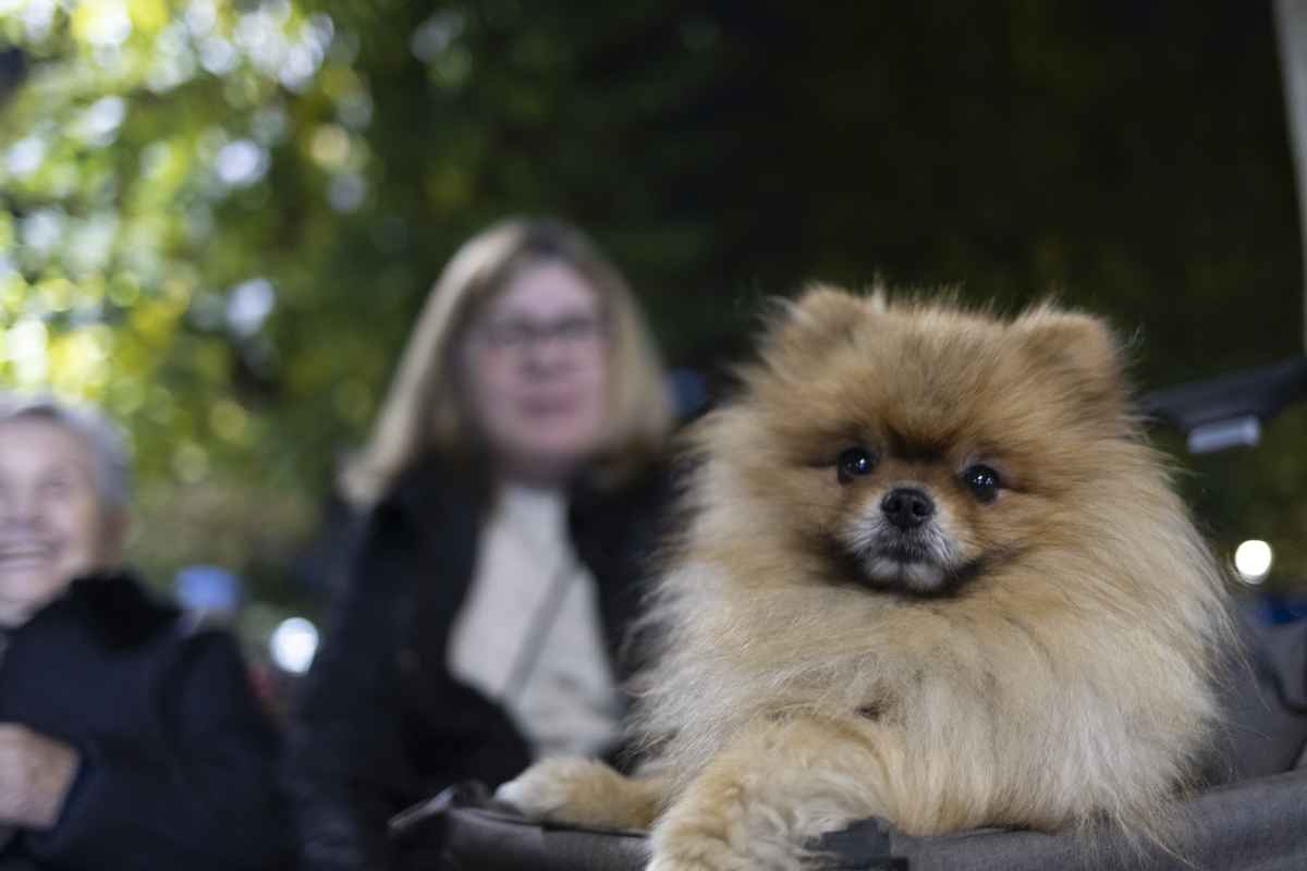 No està molt content: què indica que el teu gos et rebi amb emoció quan arribes a casa?