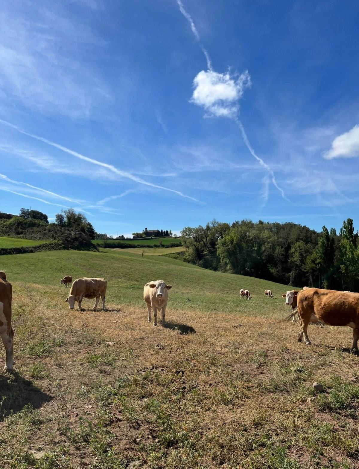 El Solsonès acull una jornada tècnica sobre la gestió de plantes tòxiques en pastures i cultius extensius 