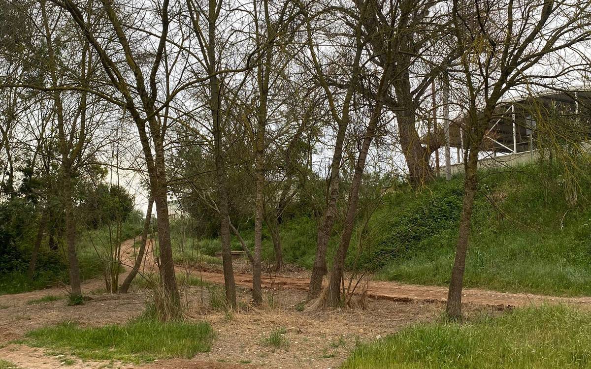 Denuncien una nova salmorrada al Cardener que ha afectat arbres de ribera