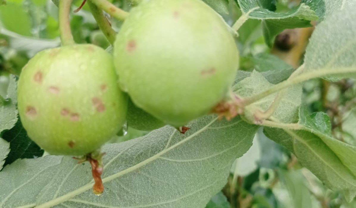 Les pedregades de dilluns van afectar fruiters a tres comarques de Ponent