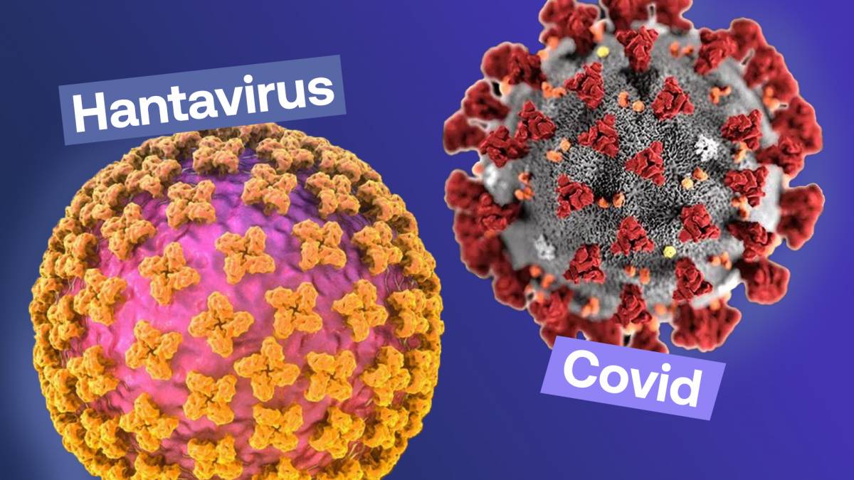 Quines diferències hi ha entre l'hantavirus i el coronavirus?
