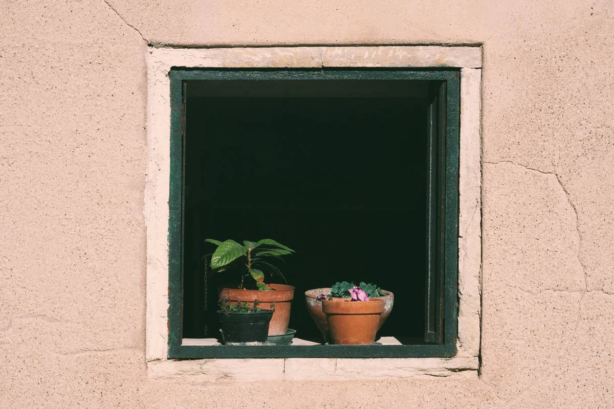 L’error més comú a la primavera que pot matar les plantes: així les has de regar 