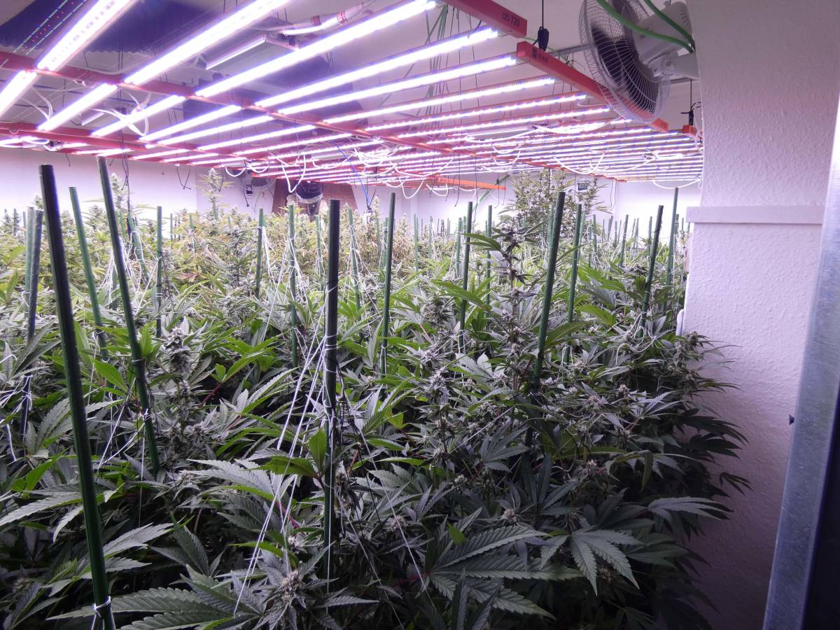 Els Mossos desmantellen una plantació de 1.500 plantes de marihuana i detenen quatre persones a Cabrils
