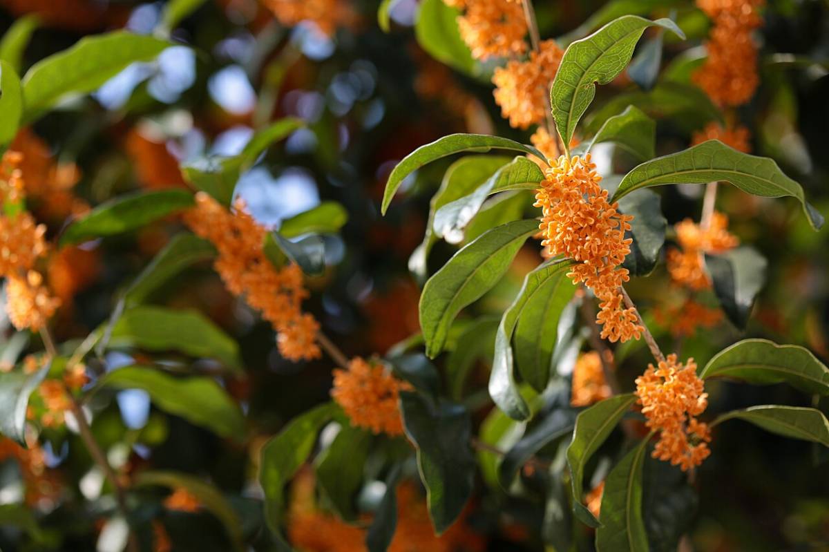 L'arbre aromàtic que ocupa poc espai i millora el teu balcó