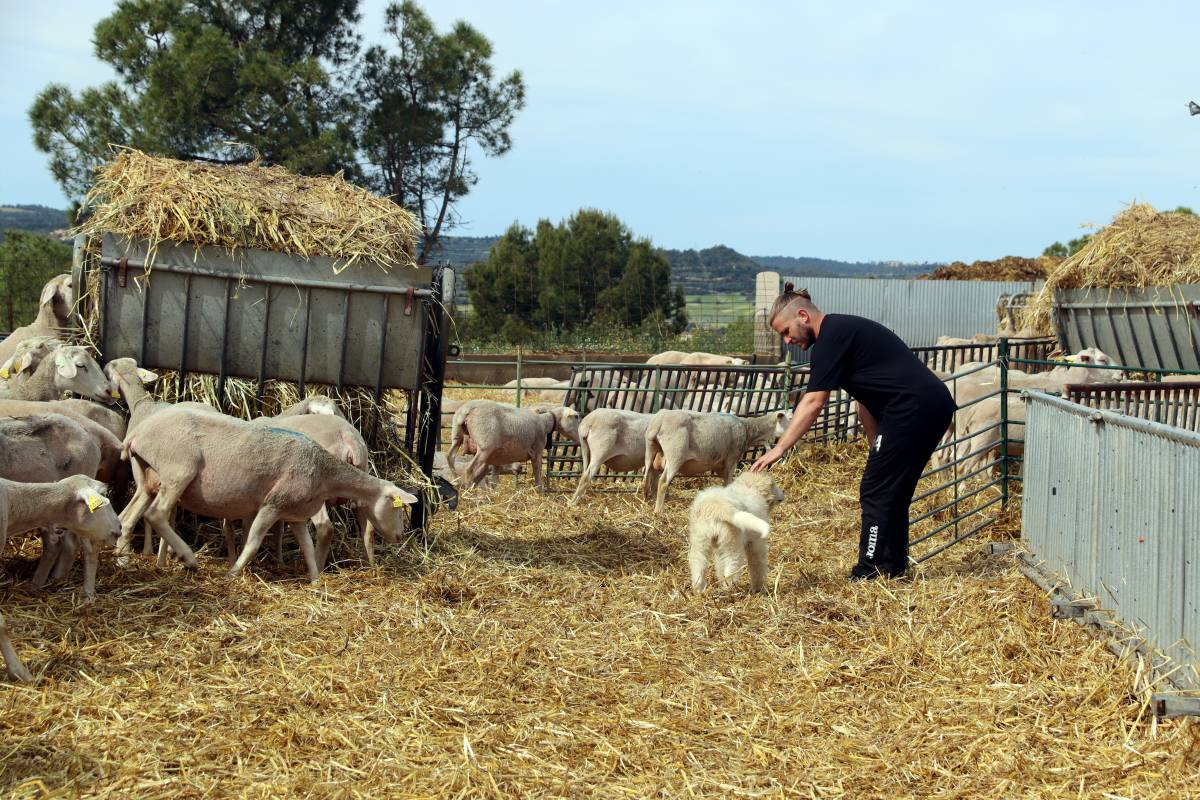 Preocupació entre els ramaders del sud del Solsonès per tres possibles atacs de llop a ramats d'ovelles