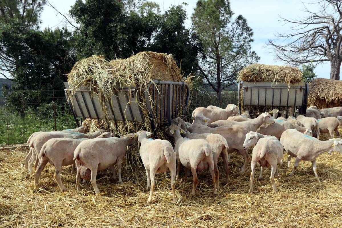 Ovelles a l'explotació Puigpelat de la Molsosa (Solsonès) - Mar Martí 