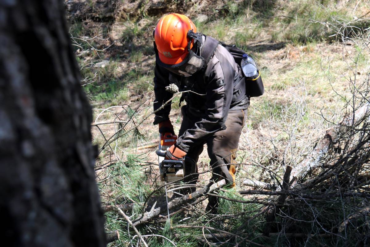 Catalunya talarà 35.000 hectàrees de boscos per evitar un megaincendi