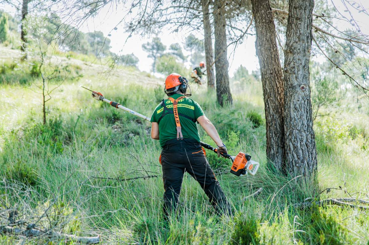 El pla preveu actuar en reduir la quantitat d'arbres en quasi 35.000 hectàrees - Cedida per Agricultura