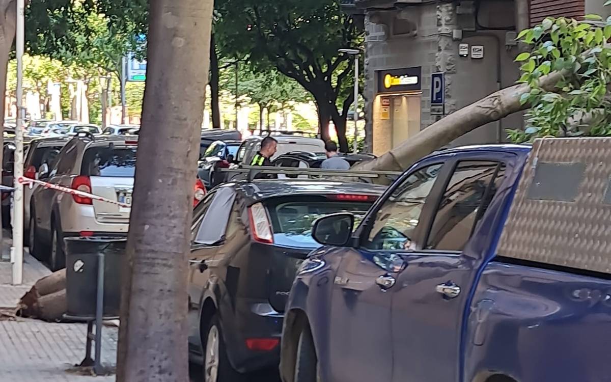 Cau un arbre sobre dos cotxes al carrer Carrasco i Formiguera de Manresa