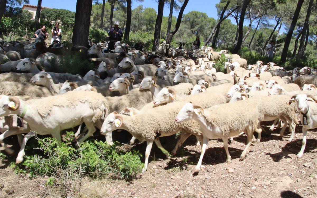 Un ramat d'ovelles i cabres netejarà 47 hectàrees de boscos de Salou durant el pròxim mes