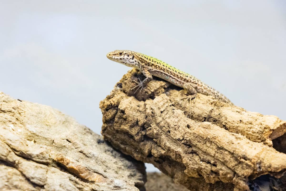 Una de les sargantanes pitiüses nascudes al Zoo de Barcelon
