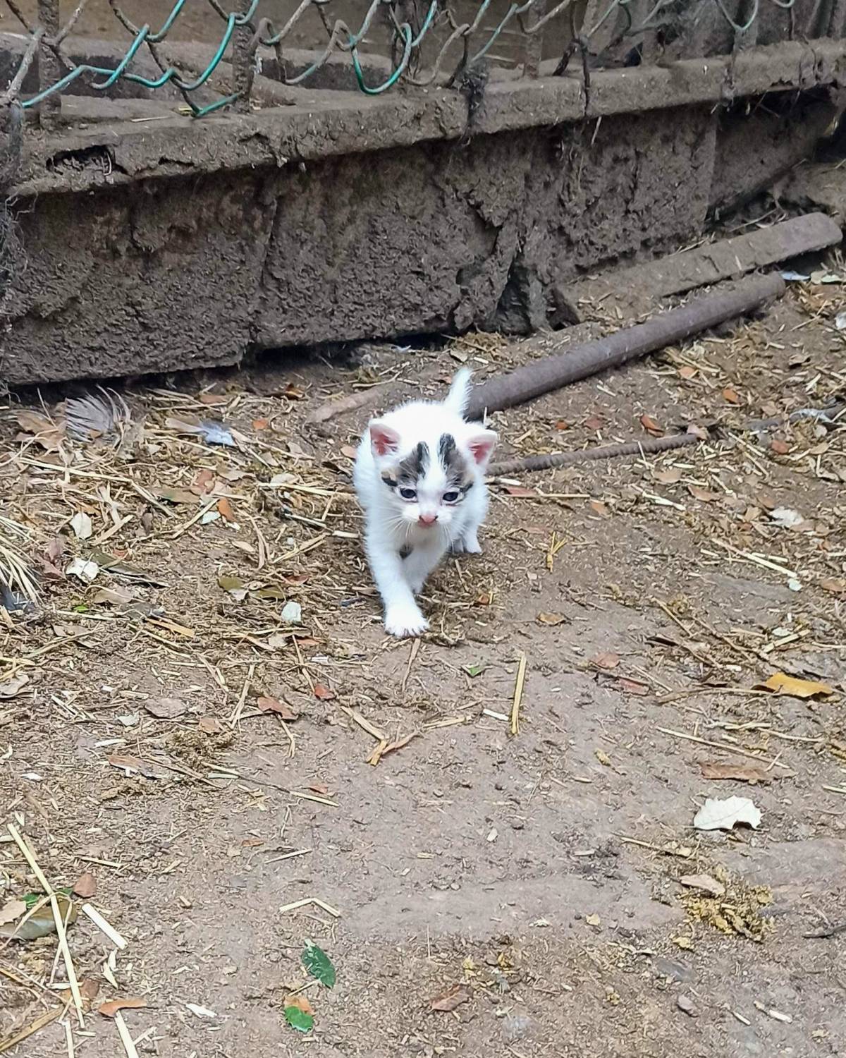 Un gatet petit de l'Associació de Defensa Animal de Vilamajor. - ADAV