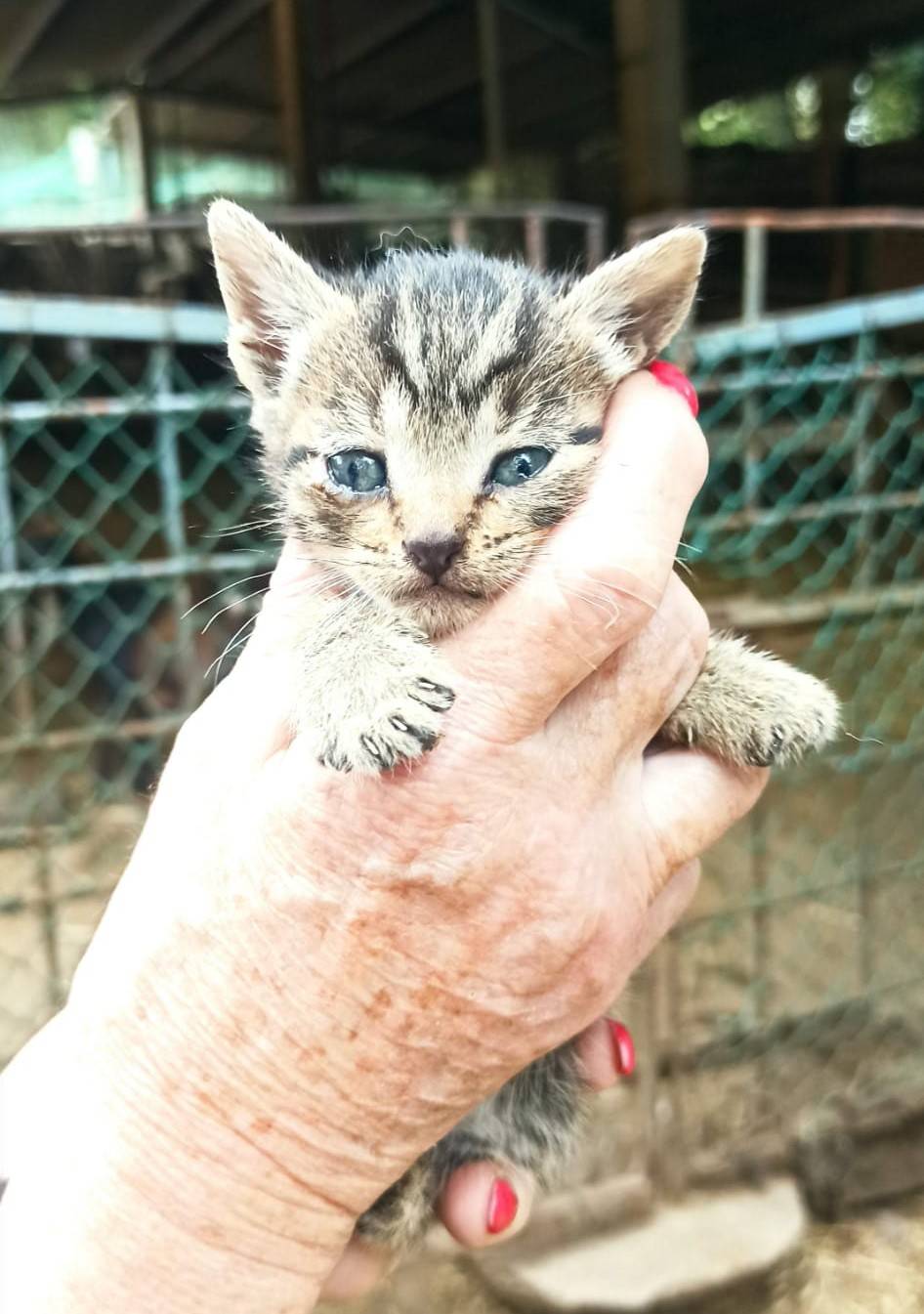 Un gatet petit de l'Associació de Defensa Animal de Vilamajor. - ADAV