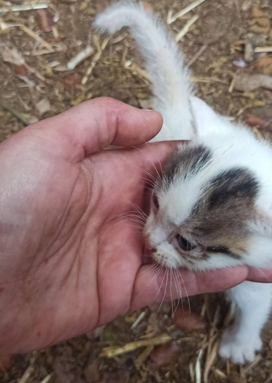Un gatet petit de l'Associació de Defensa Animal de Vilamajor. - ADAV