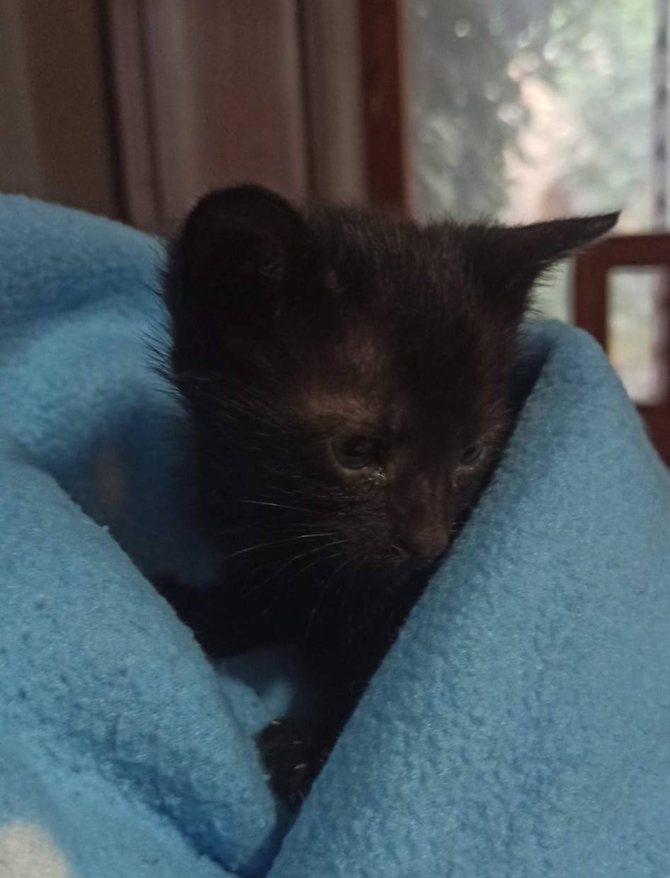 Un gatet petit de l'Associació de Defensa Animal de Vilamajor. - ADAV