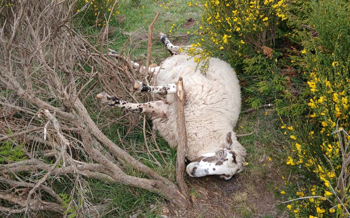 Una ovella morta a causa de l'atac d'un gos al camí de Matagalls