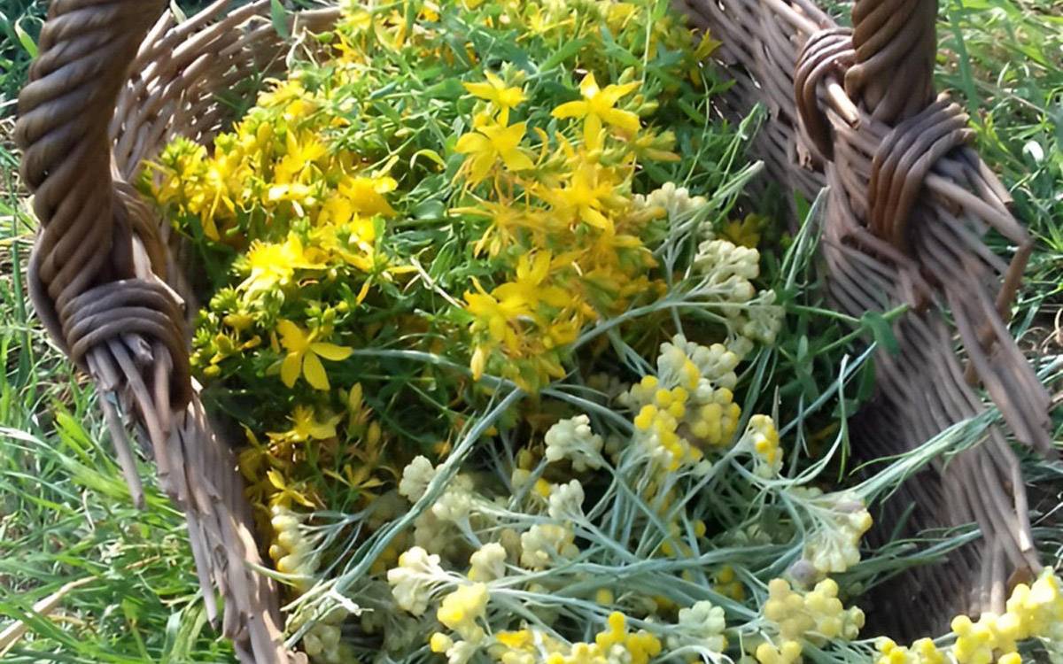 Meandre organitza un taller sobre plantes medicinals i comestibles a la Torre Lluvià