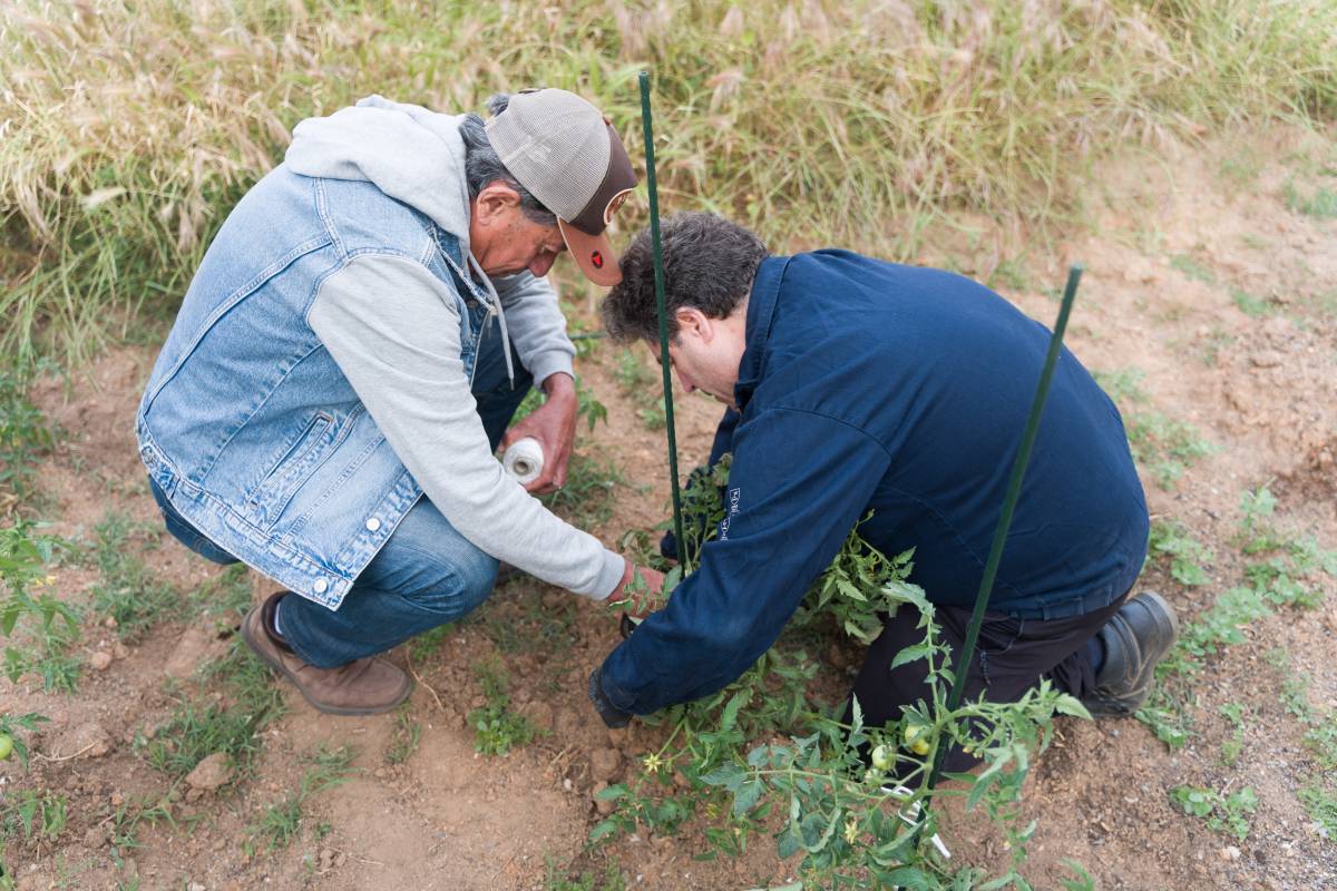 L`Associació de Veïns de Campoamor i estudiants del Ribot i Serra col·laboren junts en l`hort de l`institut - David Chao L`Associació de Veïns de Campoamor i estudiants del Ribot i Serra col·laboren junts en l`hort de l`institut