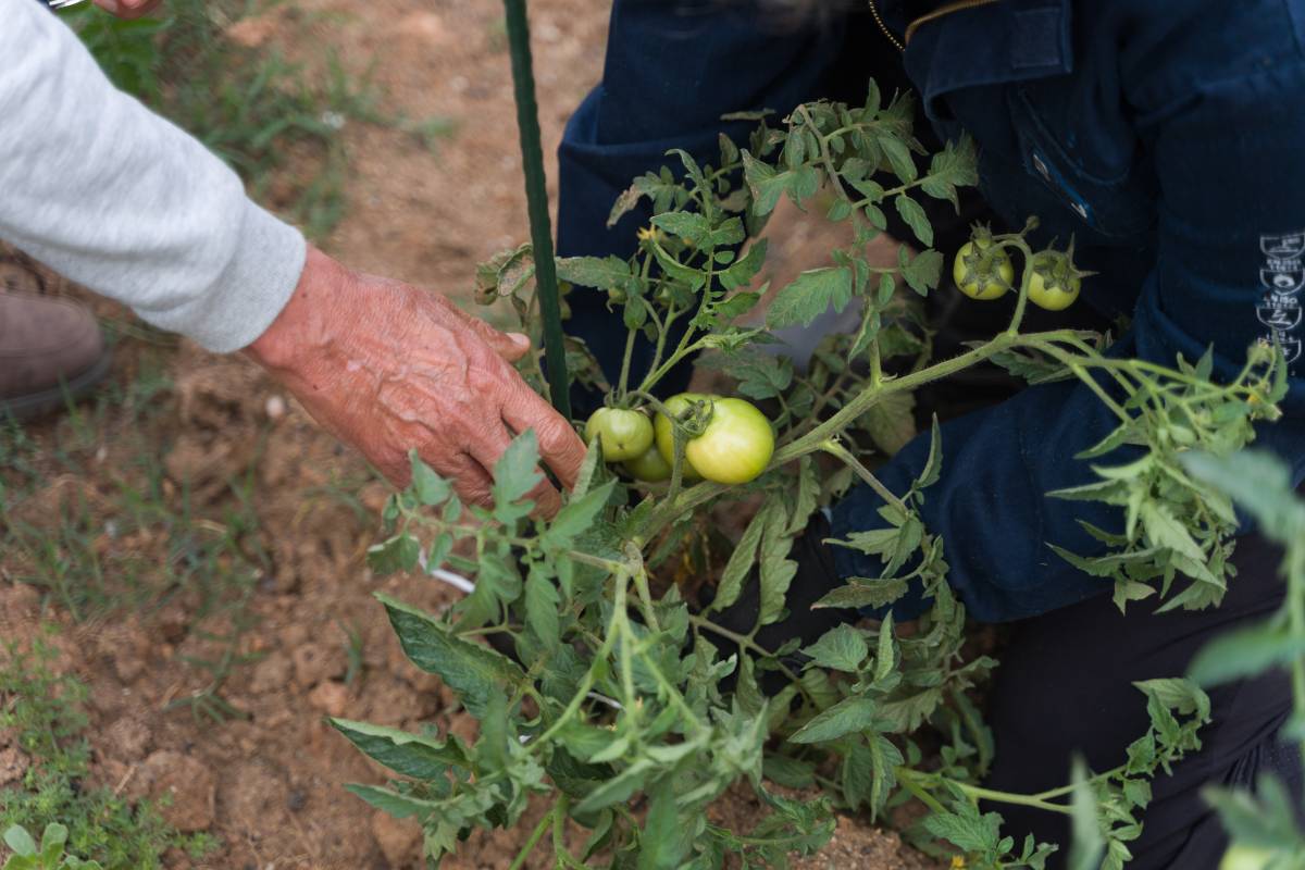 L`Associació de Veïns de Campoamor i estudiants del Ribot i Serra col·laboren junts en l`hort de l`institut - David Chao L`Associació de Veïns de Campoamor i estudiants del Ribot i Serra col·laboren junts en l`hort de l`institut