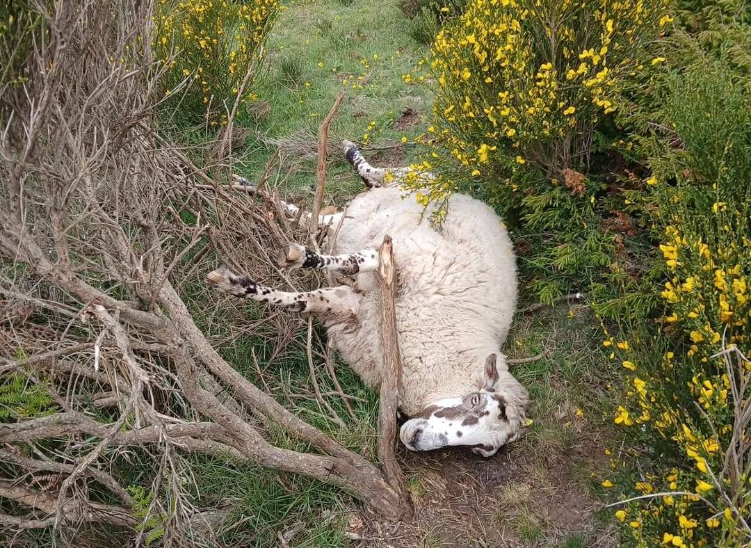 Denuncien atacs mortals a les ovelles del Montseny: «Hi ha casos cada setmana»