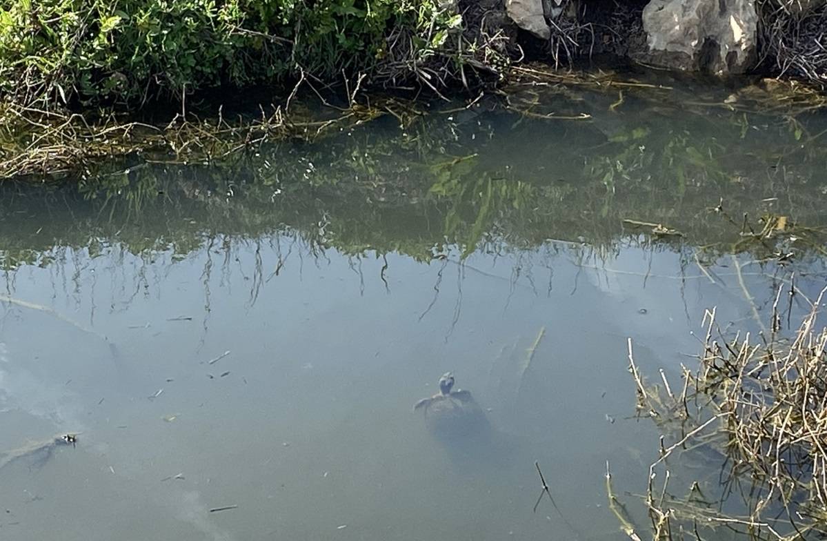 Eclosió massiva de tortugues de Florida al Delta de l'Ebre