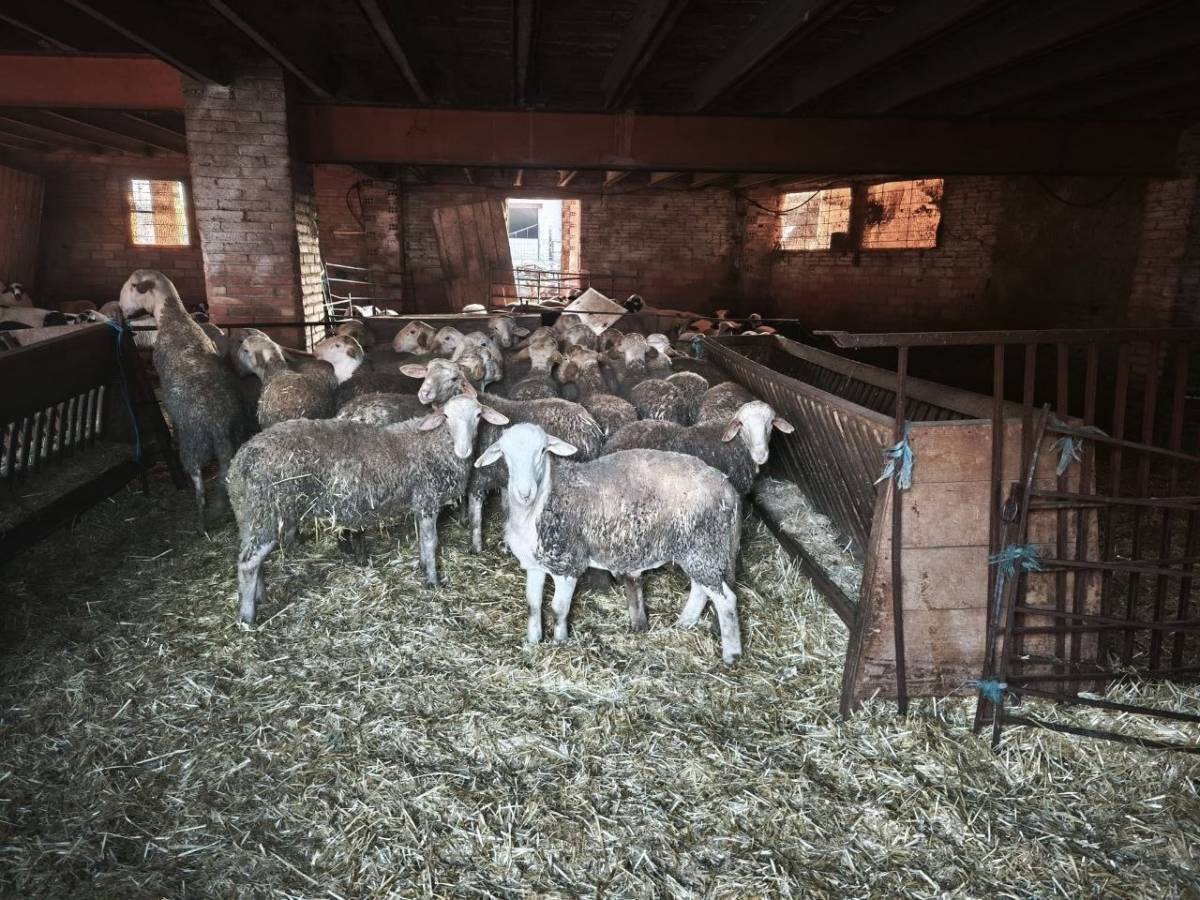 Detingut a les Borges Blanques per robar corders d'una granja