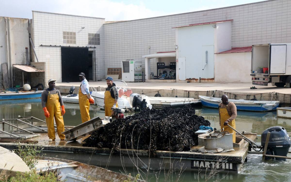 Menys producció i més valor: el repte dels musclaires del delta de l’Ebre