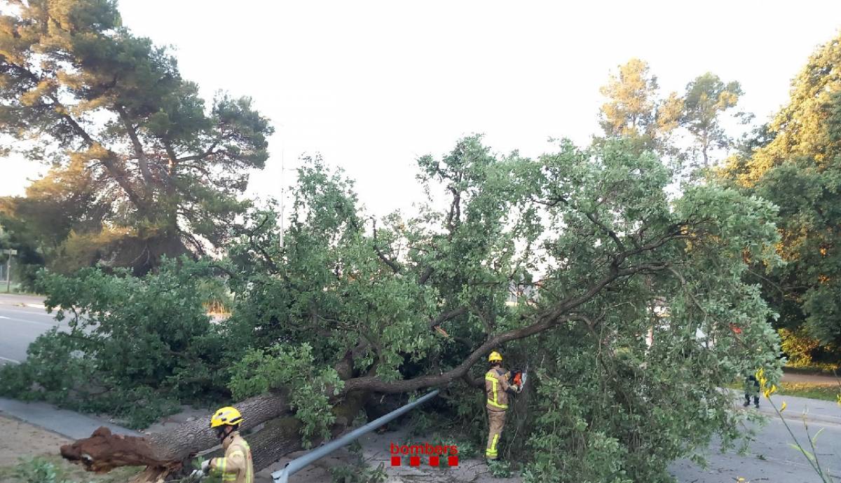 Cau un arbre de grans dimensions a Sant Cugat