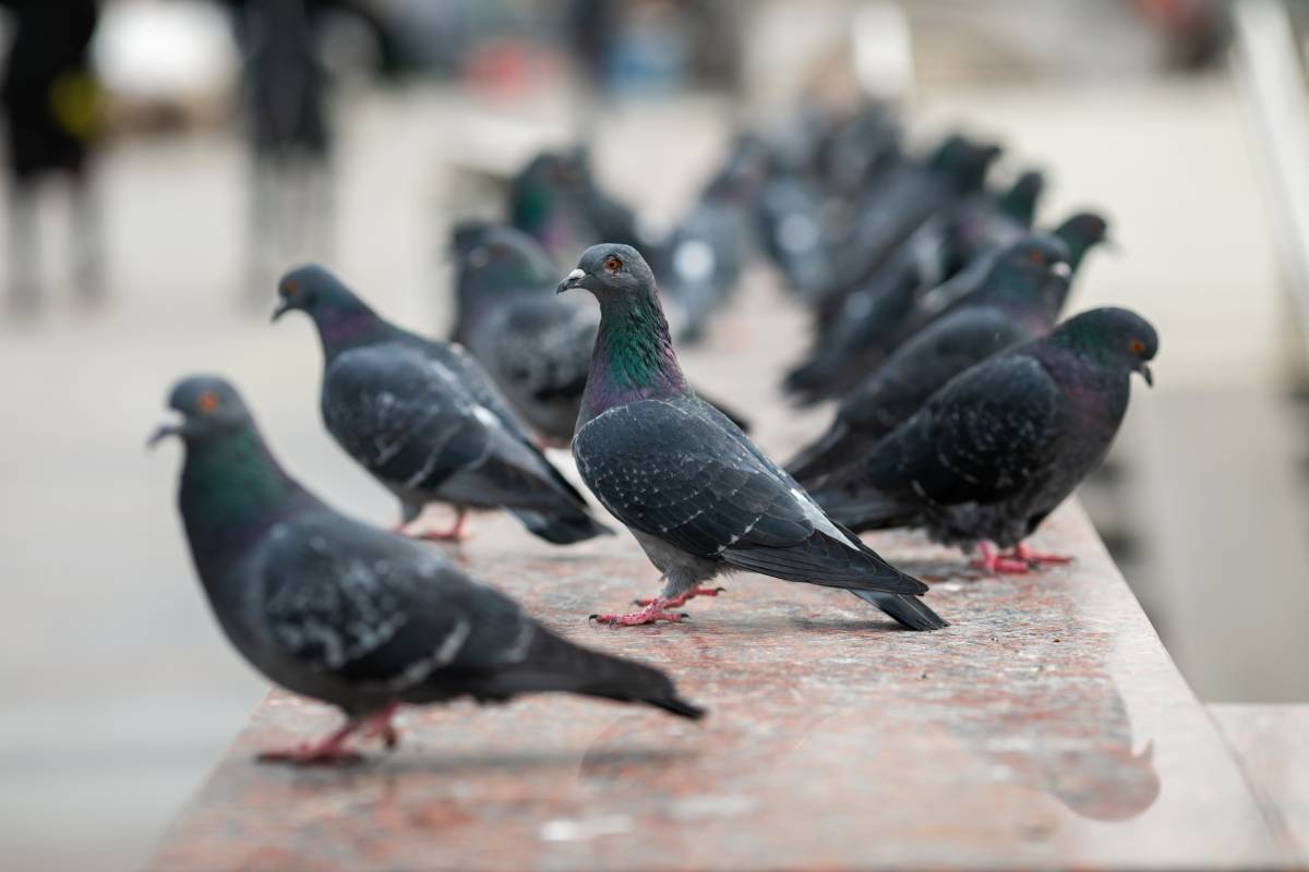 Rates, mosquits i coloms: què hi ha darrere de les plagues urbanes?