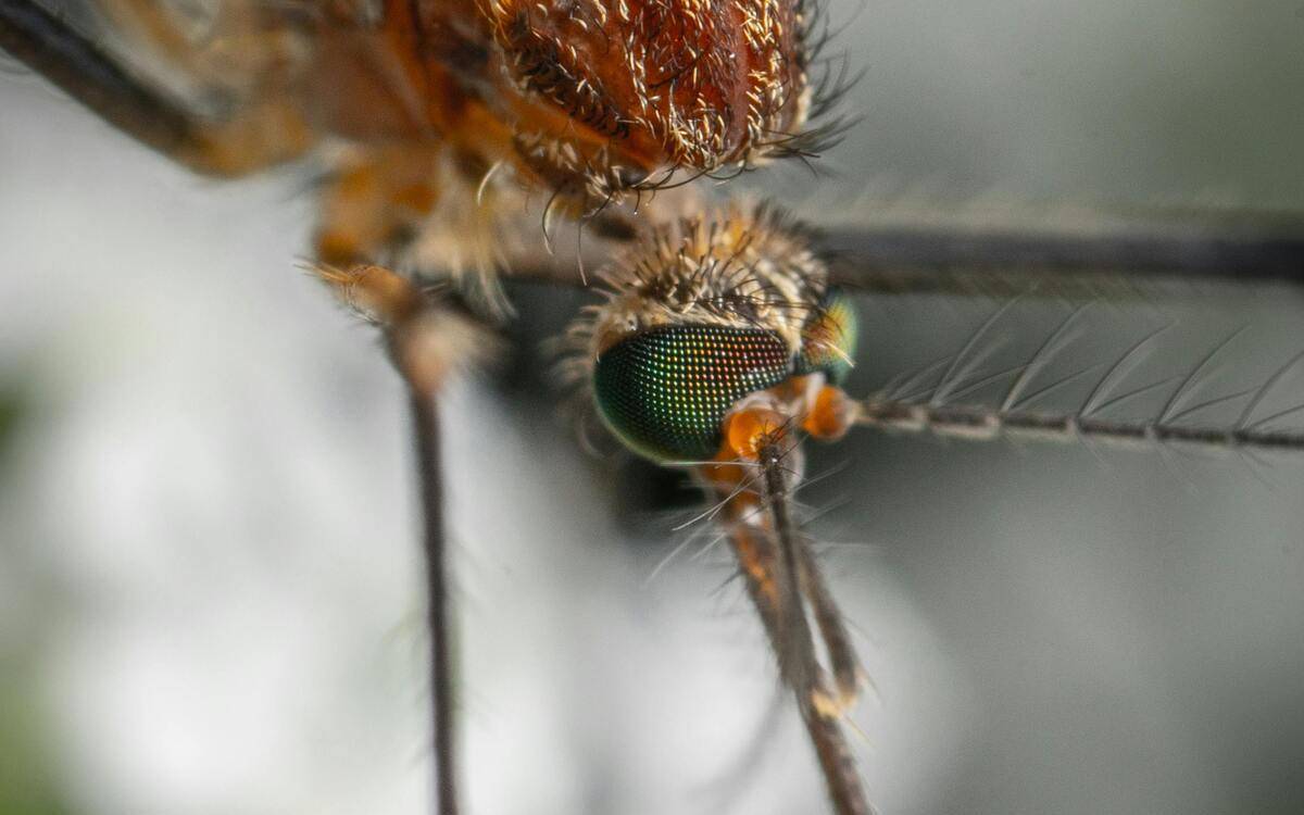 El mite de «la sang dolça»: el motiu real perquè et piquen els mosquits