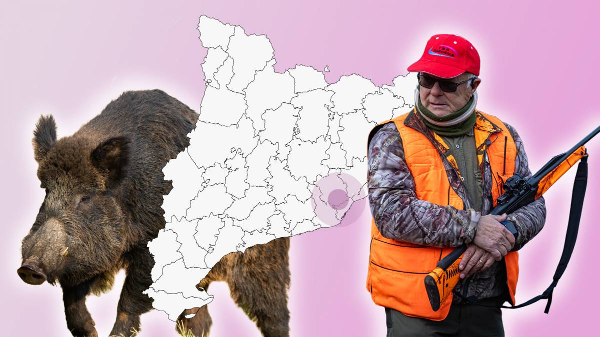I si no és possible erradicar la pesta porcina a Catalunya?