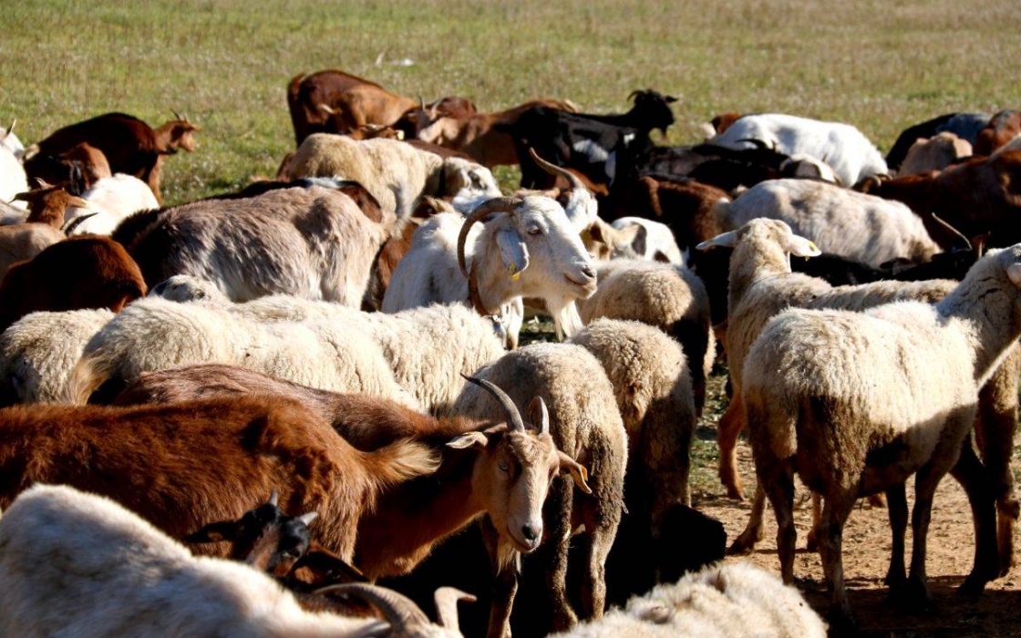 Pastors del Camp de Tarragona denuncien nous robatoris de ramats que relacionen amb la festa del corder