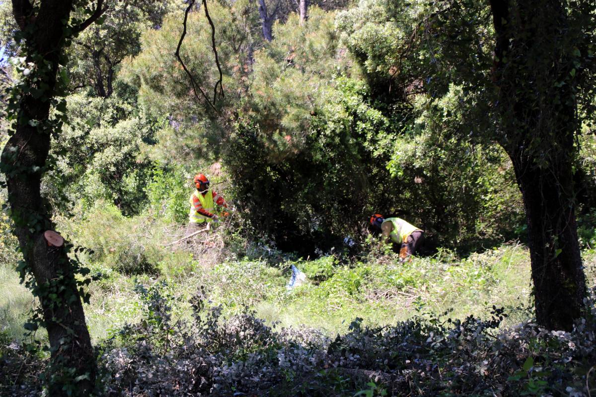 Actuacions forestals a l'entorn de Girona - Berta Artigas / ACN