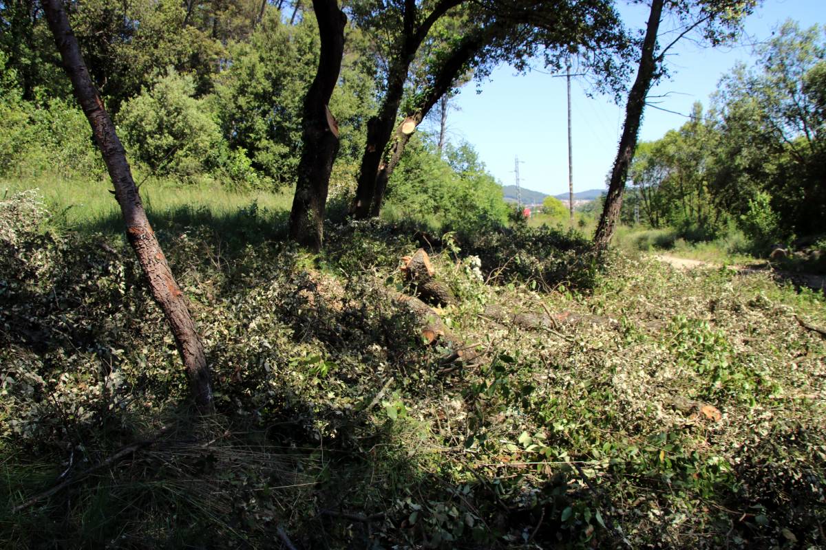 Una zona ja talada per protegir els barris de Girona - Berta Artigas / ACN
