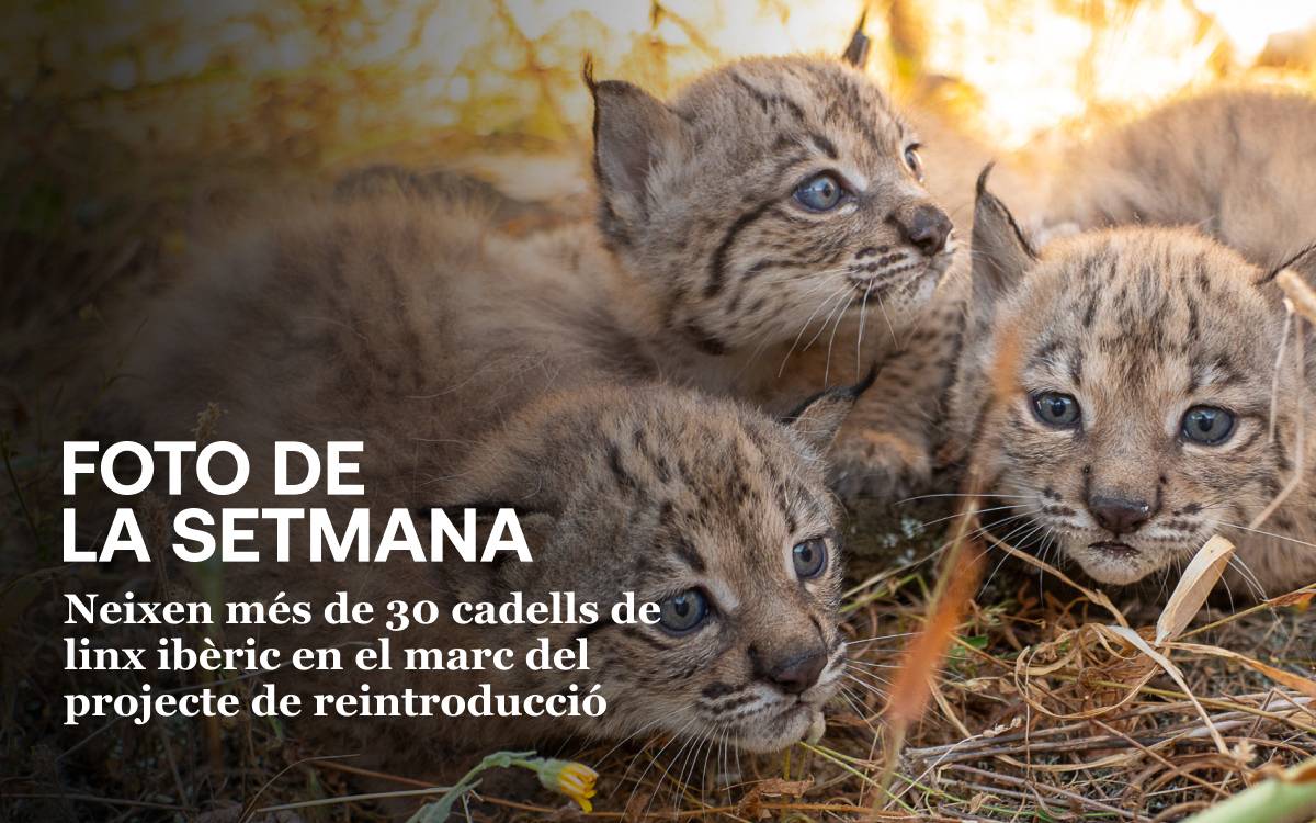 Foto de la setmana: cries de linx nascudes aquesta temporada - Ministeri de Transició Ecològica Foto de la setmana: cries de linx nascudes aquesta temporada