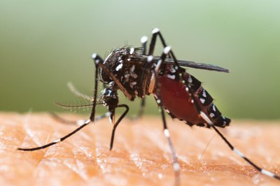 Terrassa apel·la a la implicació veïnal per frenar el mosquit tigre