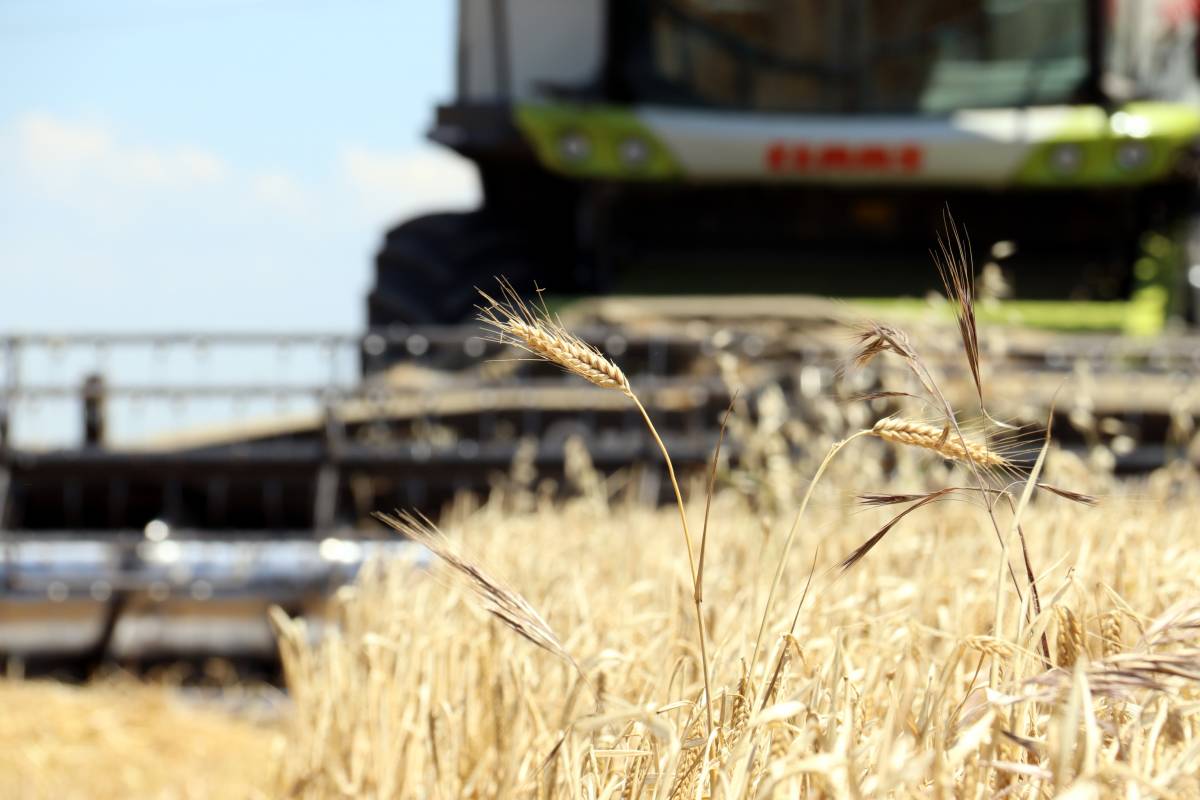 La calor accelera la campanya del cereal a Ponent