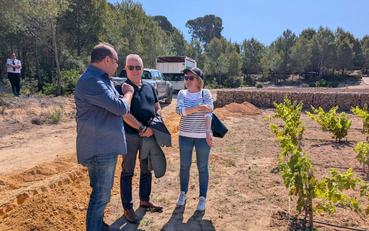 Salou amplia la recuperació de varietats de raïm ancestrals al parc del Pla de Maset